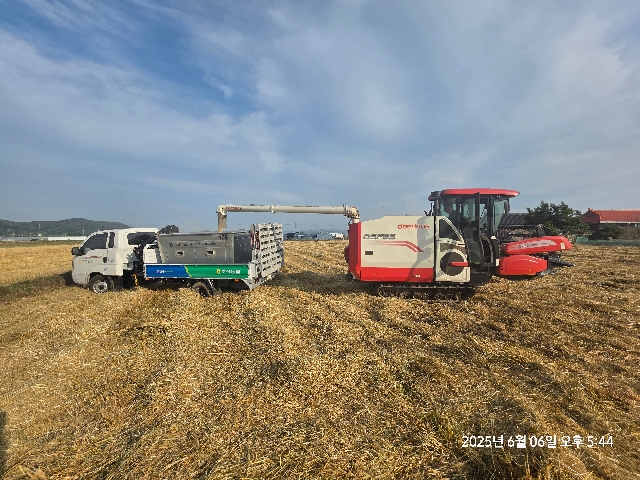 2025년산 찰보리 수확 대표 이미지