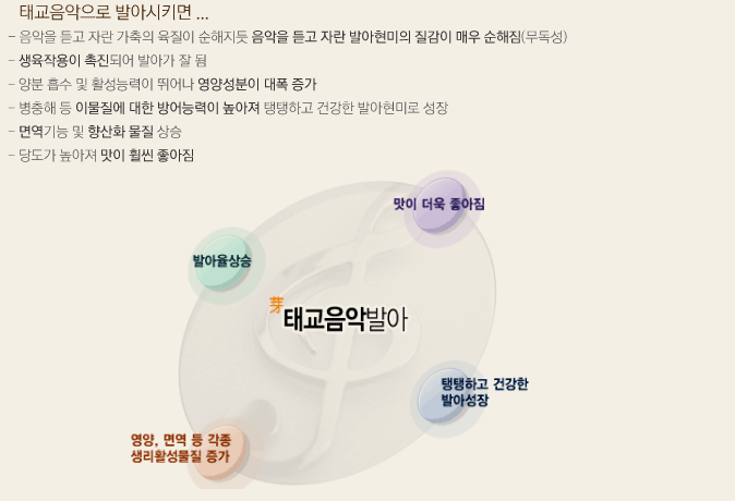 태교음악 발아곡 구성